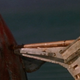 Via Jaws the Revenge